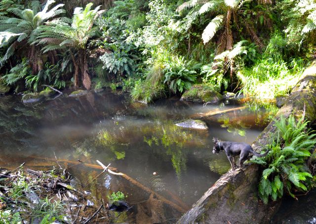 Dando's Camp Ground rainforest walk