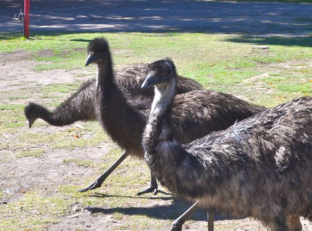 Grampians Garden Tourist Park emus