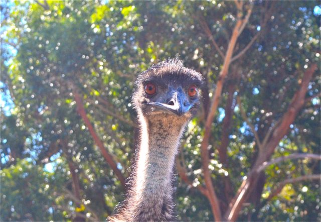 Halls Gap emu
