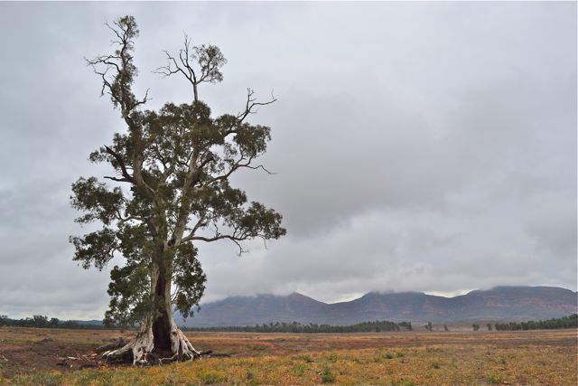The Cazneaux Tree: a river red gum