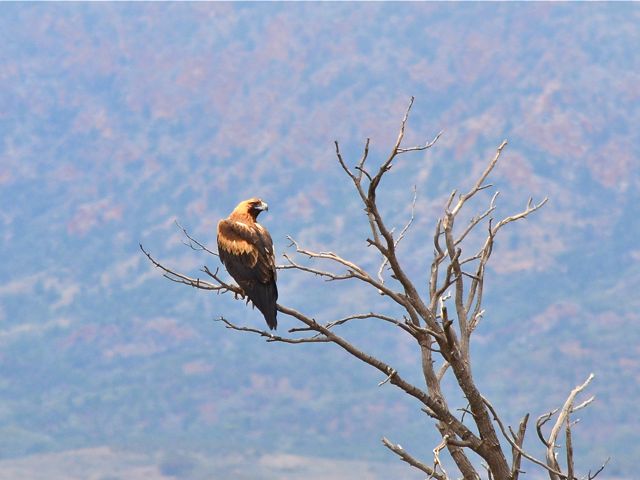 Eagle-spotting at Rawnsley Park Station