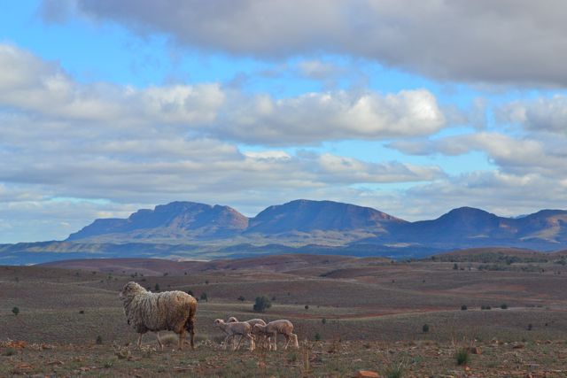 Sheeps at Sttokes Lookout