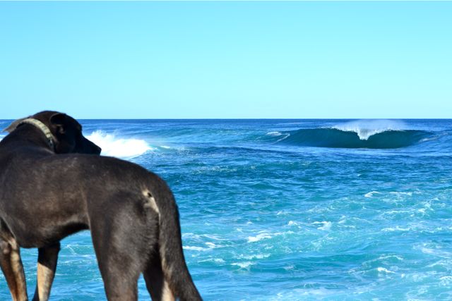 Surf check with Neddy