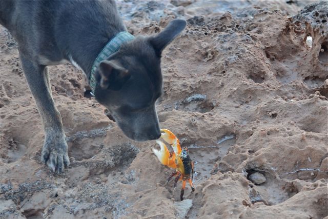 Ned, the crab inspector