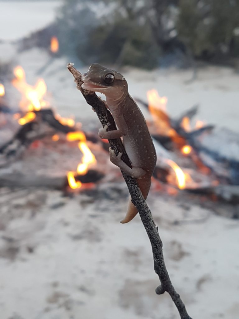 Goog's Track beaded gecko